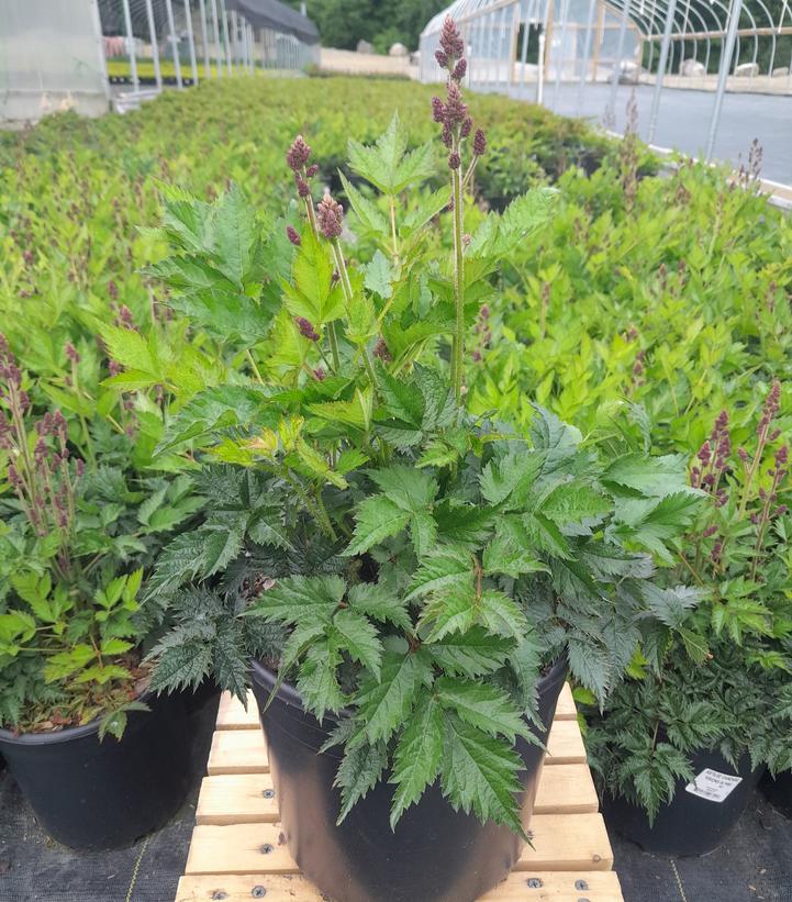 ASTILBE CHINENSIS `VISIONS IN PINK`