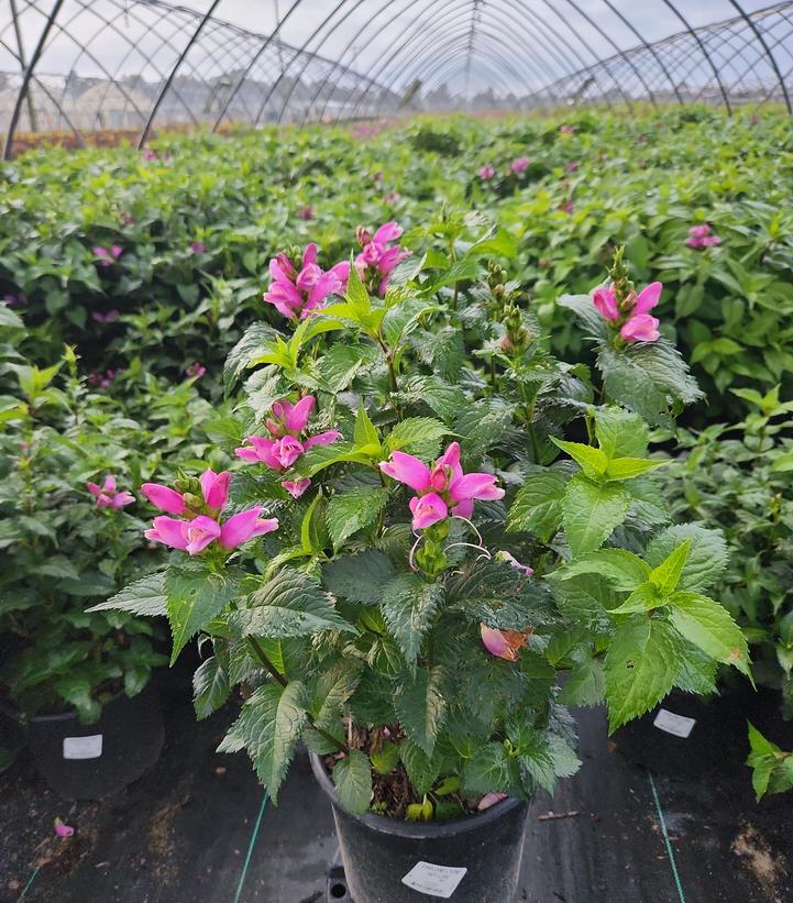 CHELONE LYONII `HOT LIPS`