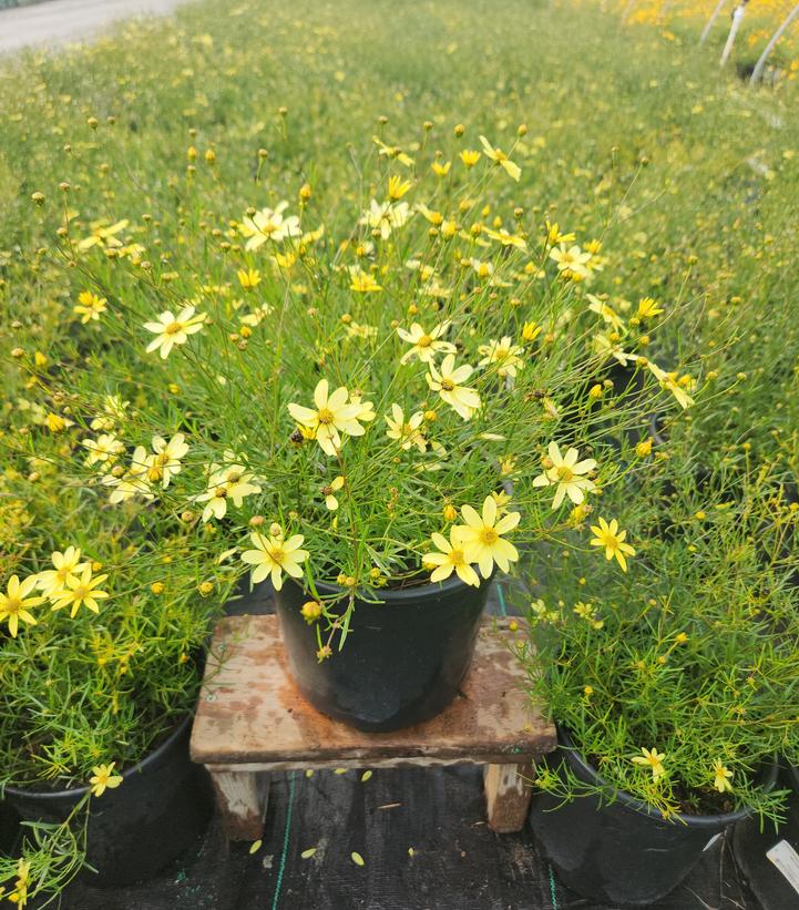 COREOPSIS VERTICILLATA `MOONBEAM`