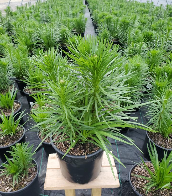 LIATRIS SPICATA `KOBOLD ORIGINAL`