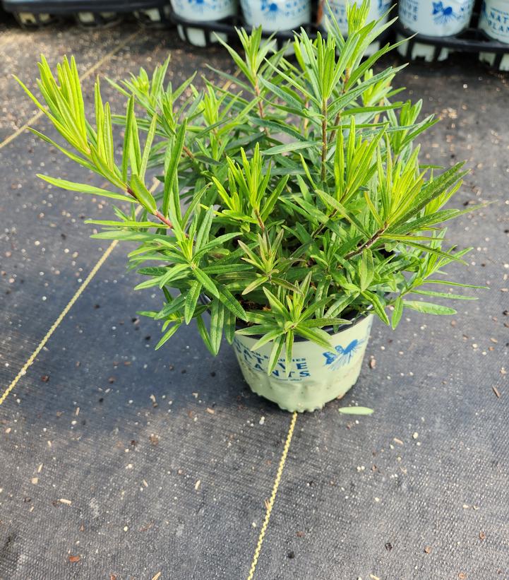 ASCLEPIAS TUBEROSA