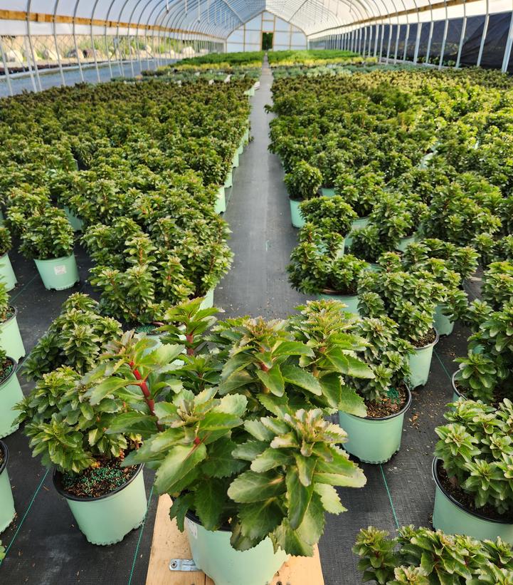 SEDUM `DOUBLE MARTINI`