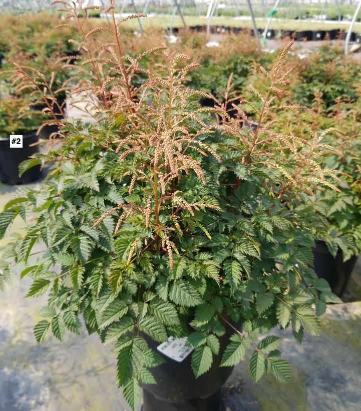 ARUNCUS X `MISTY LACE`