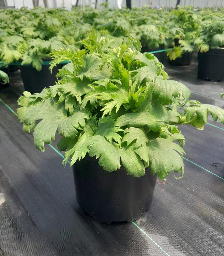 DELPHINIUM ELATUM `GUARDIAN LAVENDER`