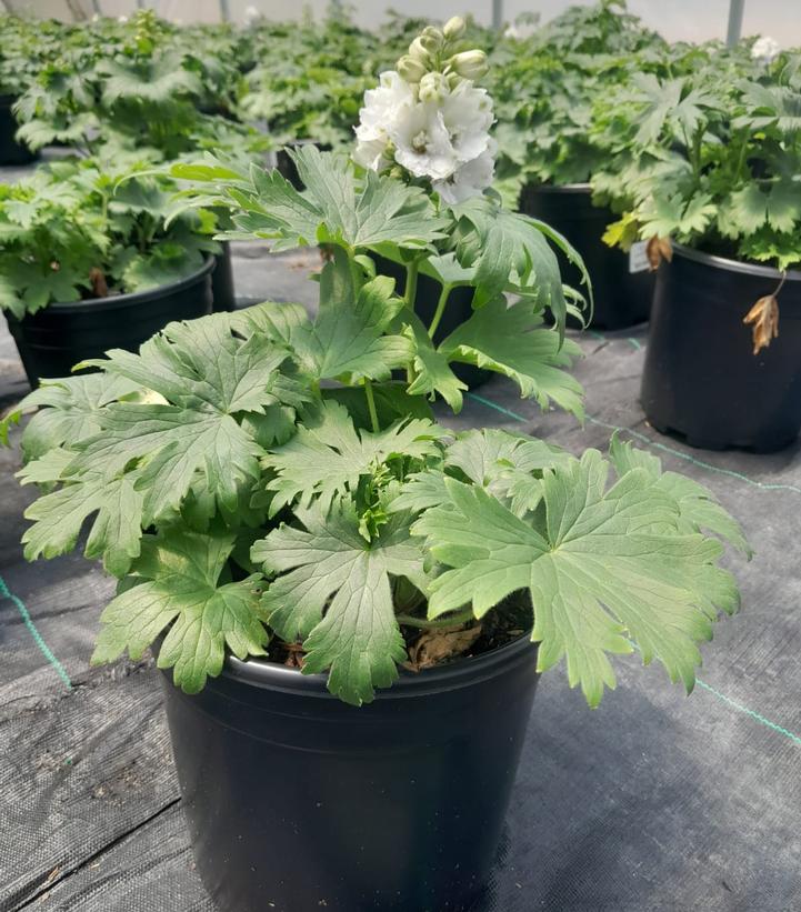 DELPHINIUM ELATUM `GUARDIAN WHITE`