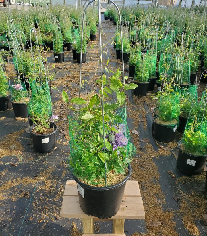 CLEMATIS `DIAMANTINA`