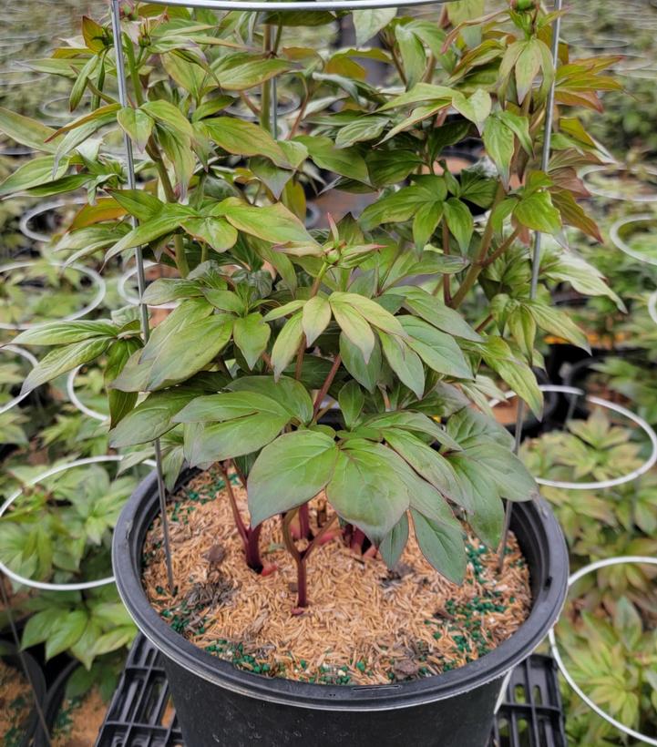PAEONIA LACTIFLORA `SHIRLEY TEMPLE`