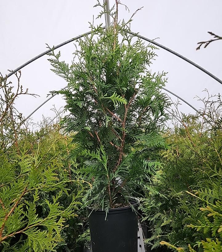 THUJA X `GREEN GIANT`
