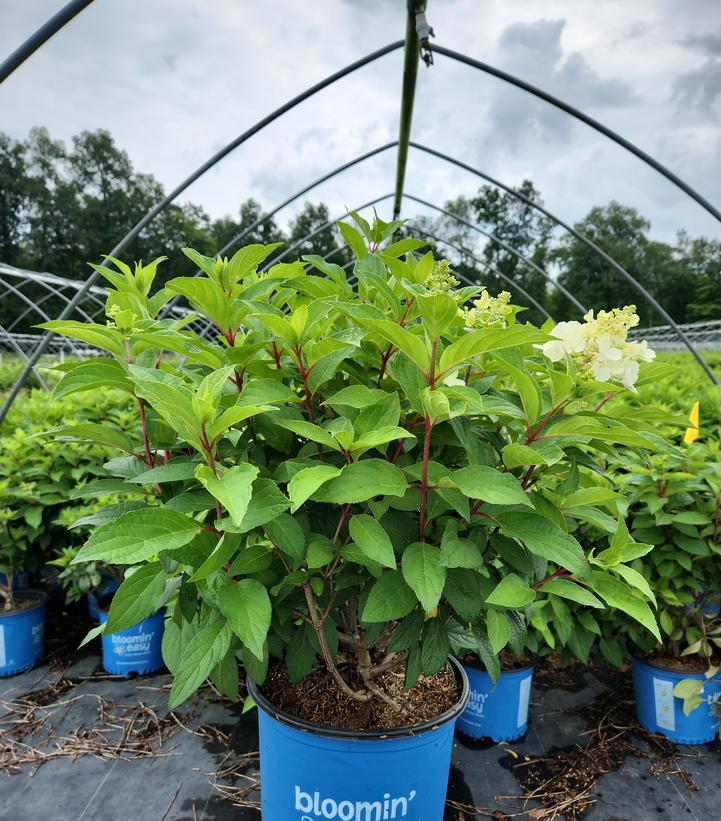 HYDRANGEA PAN. `CANDELABRA`