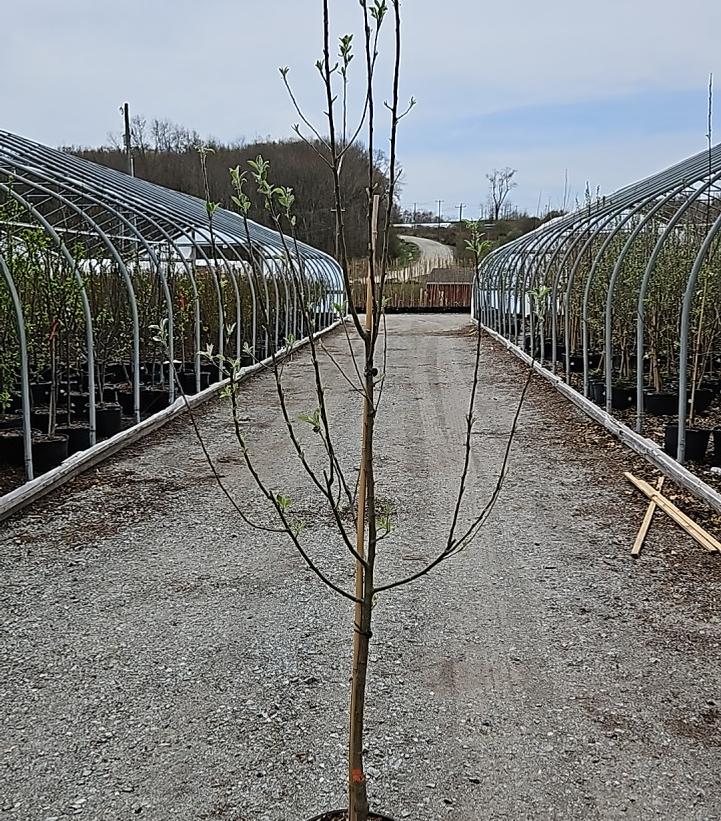 MALUS X `RED JEWEL`