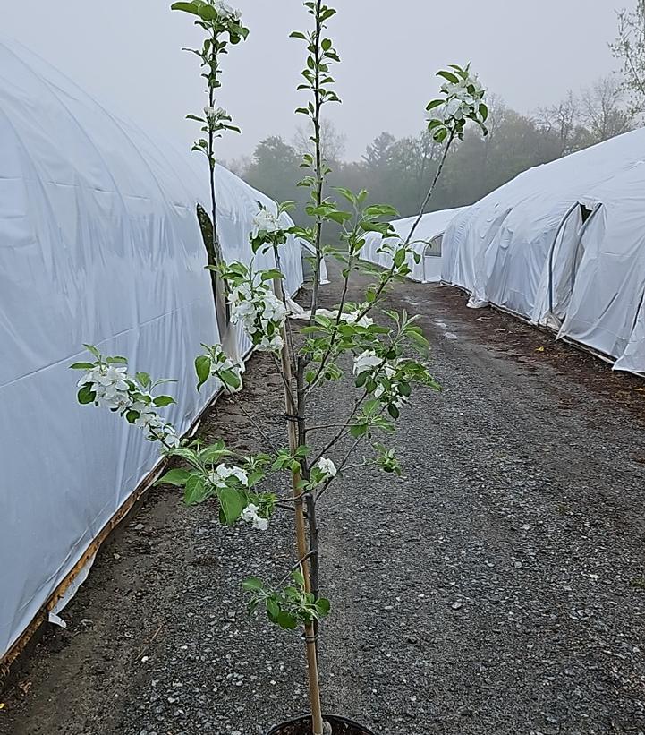 MALUS `HONEYCRISP` (APPLE)