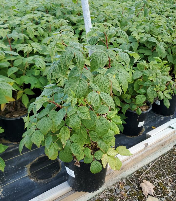 RUBUS `HERITAGE`