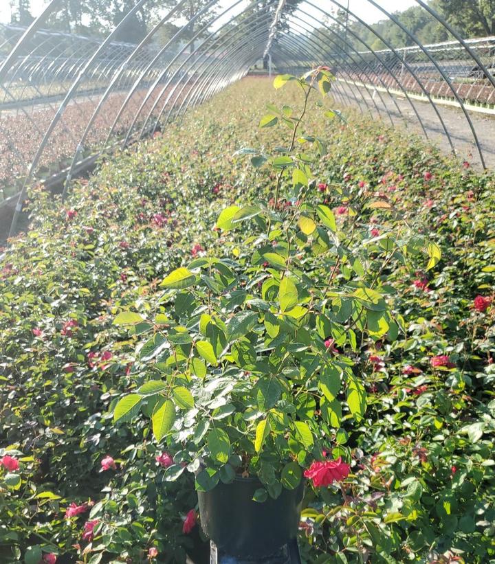ROSA `BLAZE` - CL