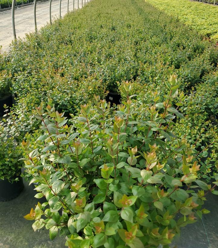 ABELIA X GRANDIFLORA `ROSE CREEK`