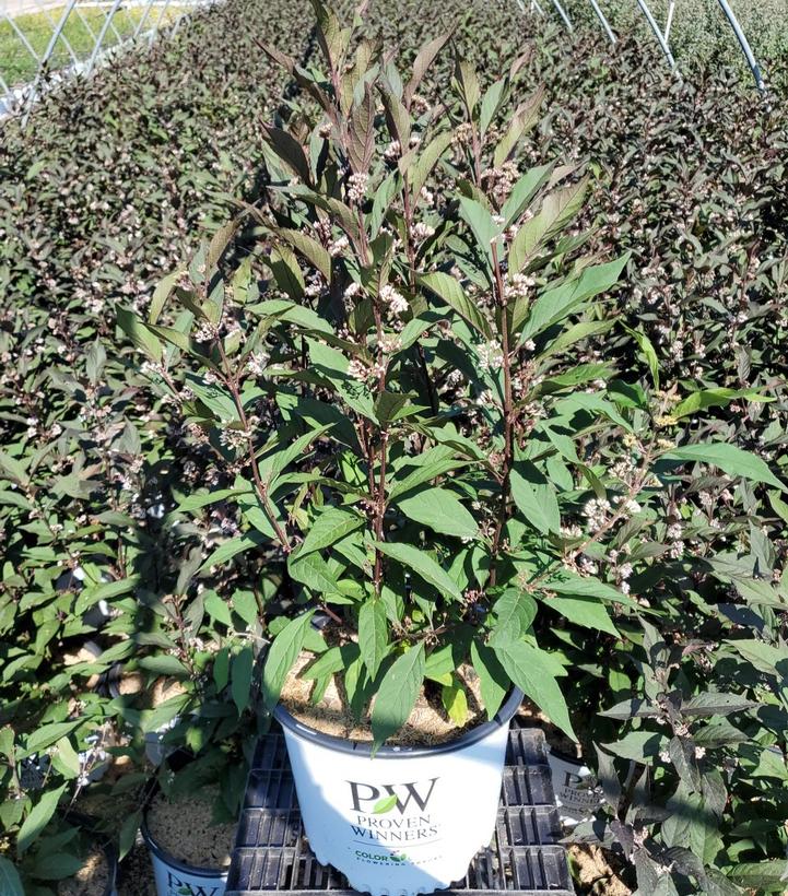 CALLICARPA X `PEARL GLAM`