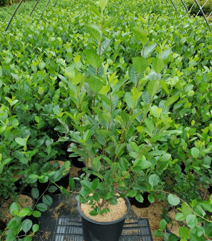 ARONIA MELANOCARPA `VIKING`
