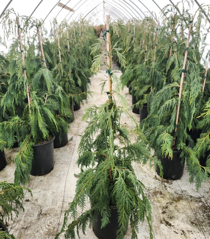CHAMAECYPARIS NOOTKATENSIS `PENDULA`