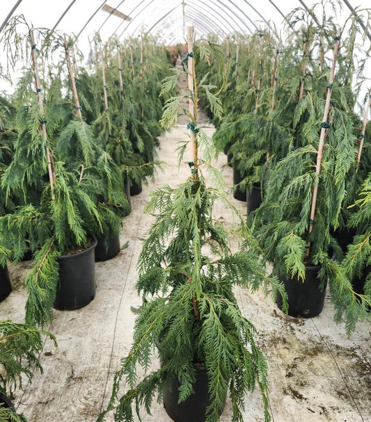 CHAMAECYPARIS NOOTKATENSIS `PENDULA`