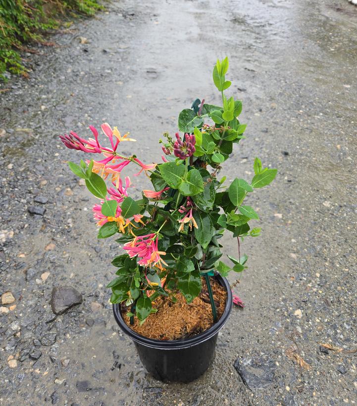 LONICERA PERIC. `PEACHES AND CREAM`-honeysuckle