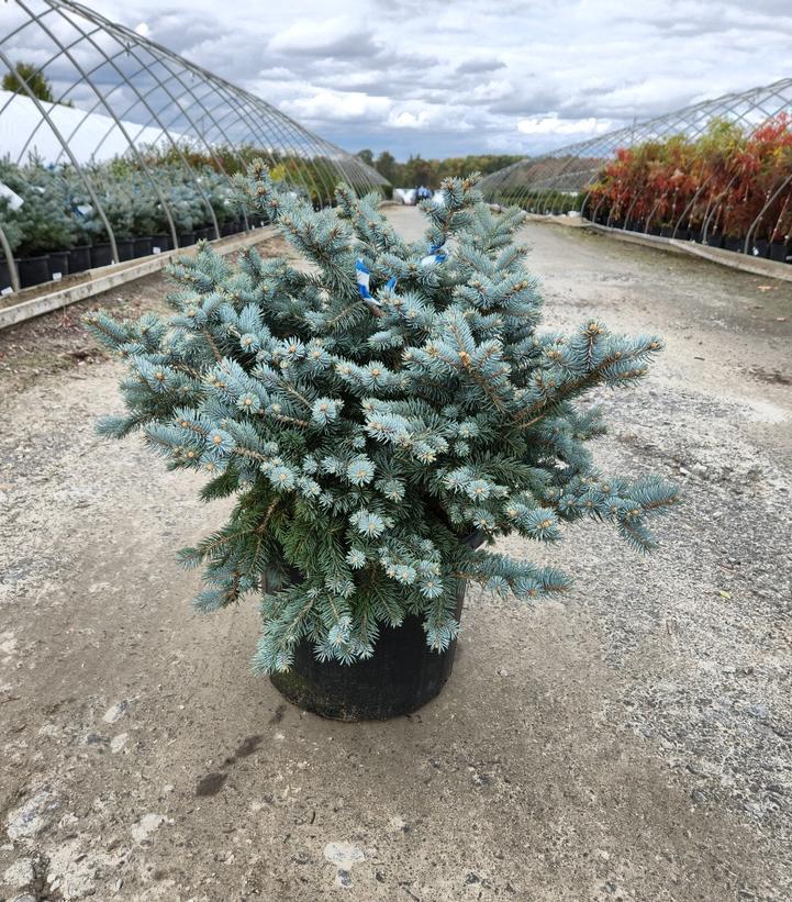 PICEA PUNGENS `GLAUCA GLOBOSA`