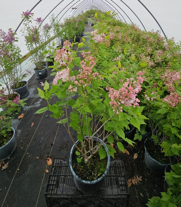 SYRINGA `MAIDEN`S BLUSH`