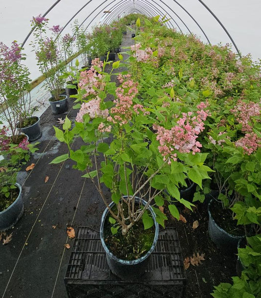 SYRINGA `MAIDEN`S BLUSH`