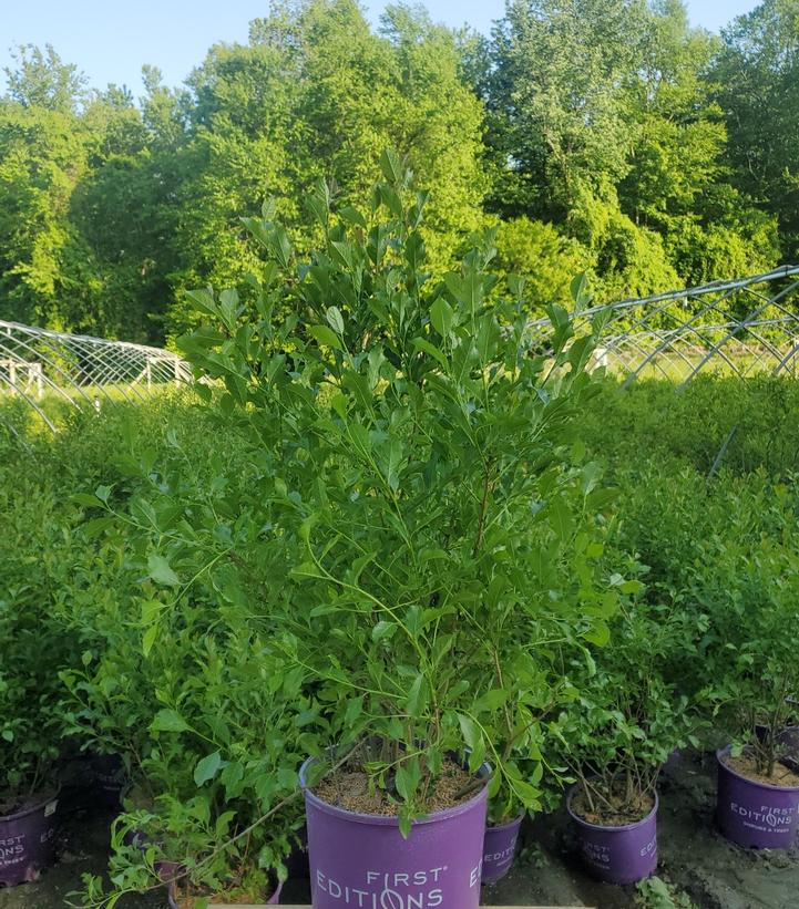 ILEX VERTICILLATA `WILDFIRE`