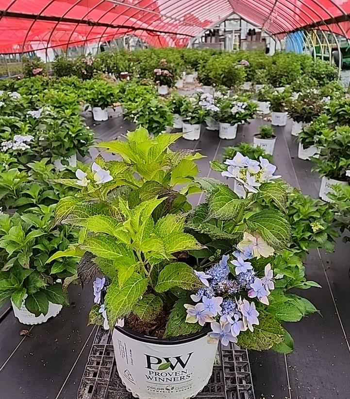 HYDRANGEA M.S. `TUFF STUFF AH-HA`