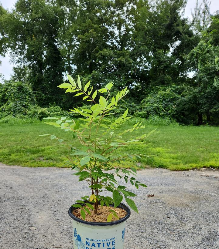WISTERIA FRUTESCENS `AMETHYST FALLS`