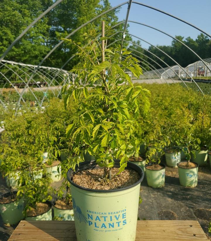 CAMPSIS RADICANS