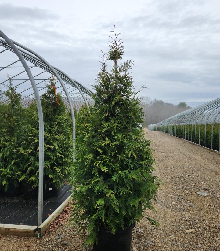 THUJA X `GREEN GIANT`