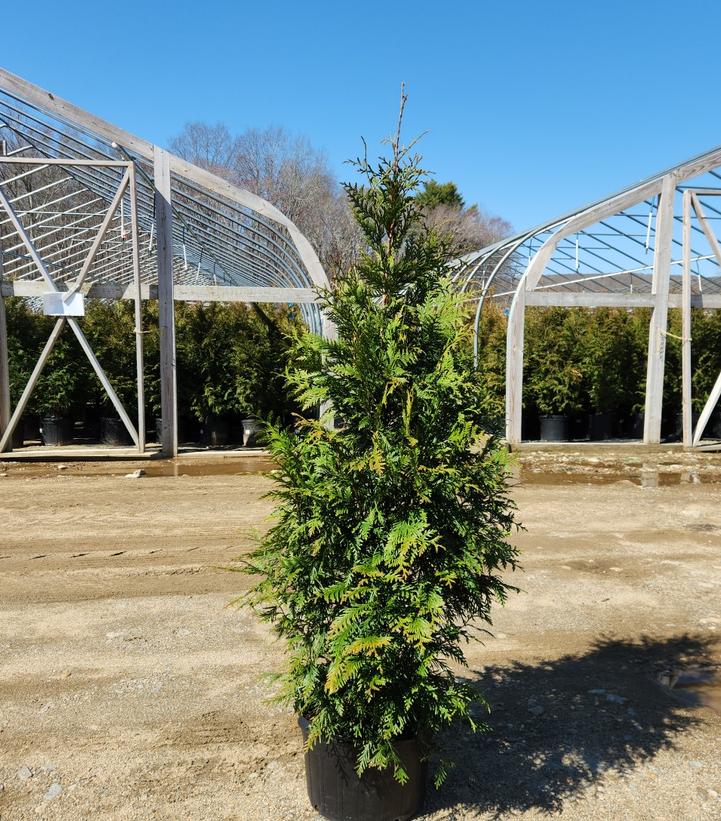THUJA X `GREEN GIANT`