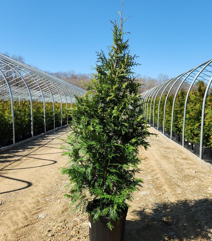 THUJA X `GREEN GIANT`