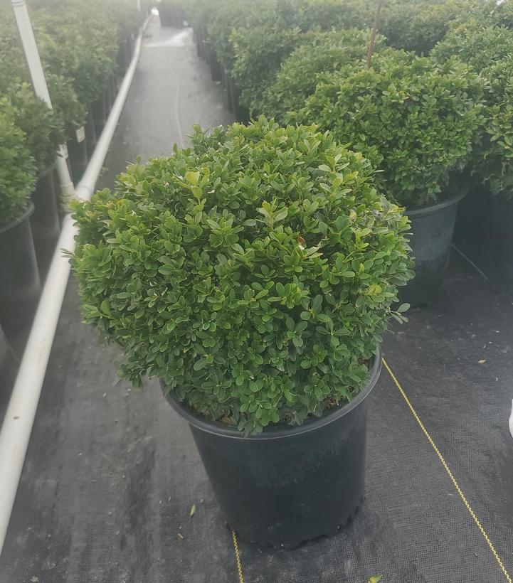 BUXUS MICRO. `TIDE HILL`