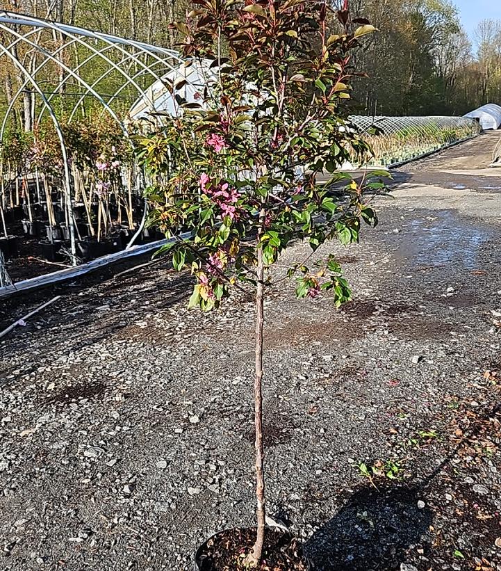 MALUS X `ROYALTY`
