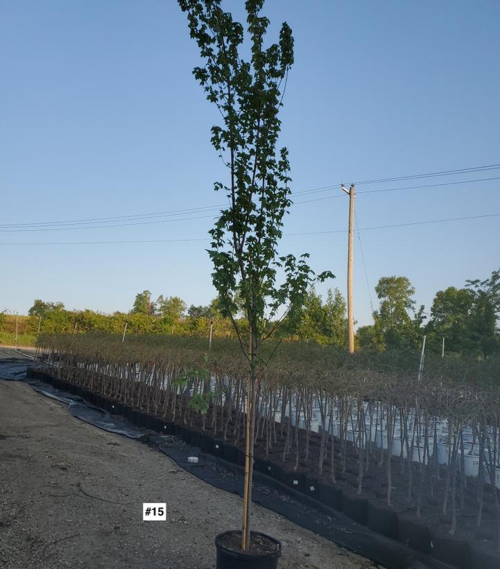 ACER RUBRUM `REDPOINTE`
