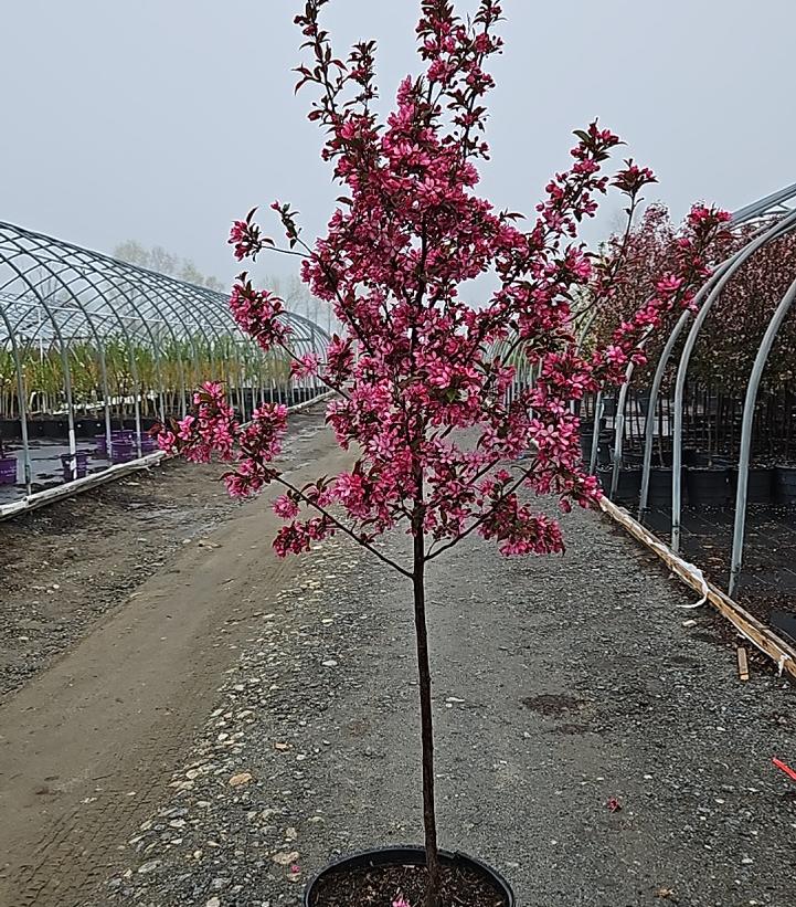 MALUS X `ROYAL RAINDROPS`