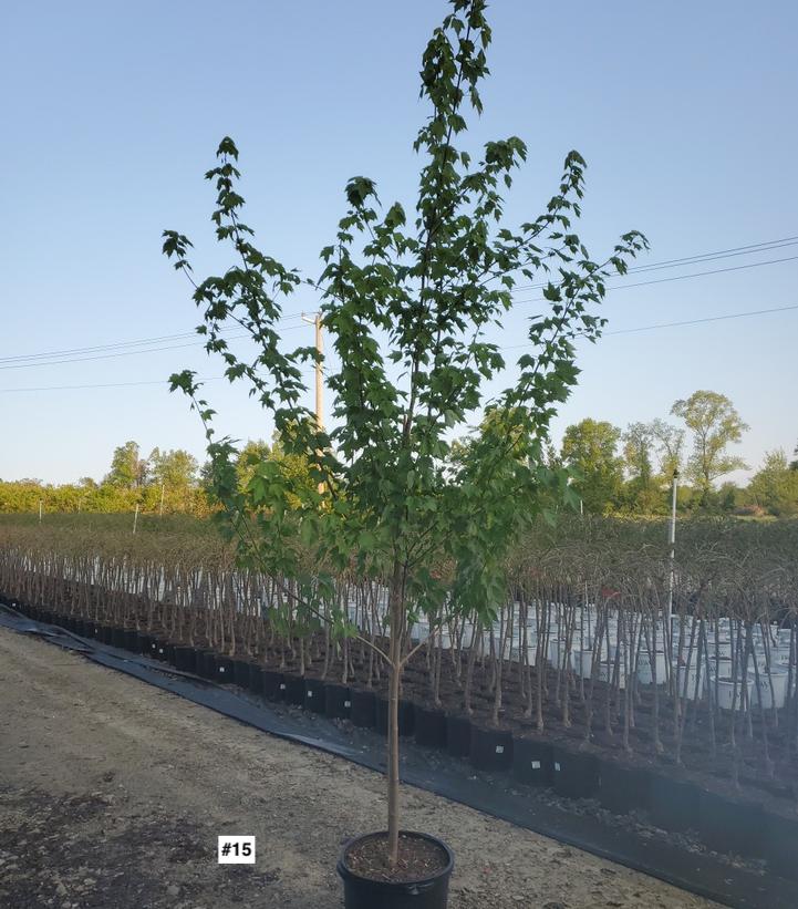 ACER RUBRUM `RED SUNSET`