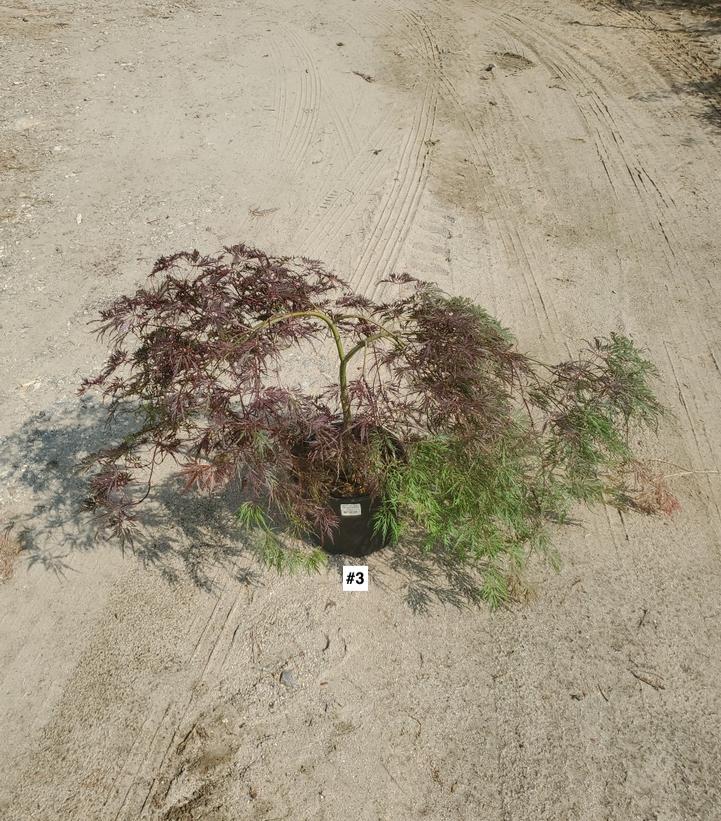ACER PAL. DIS. `INABA SHIDARE`
