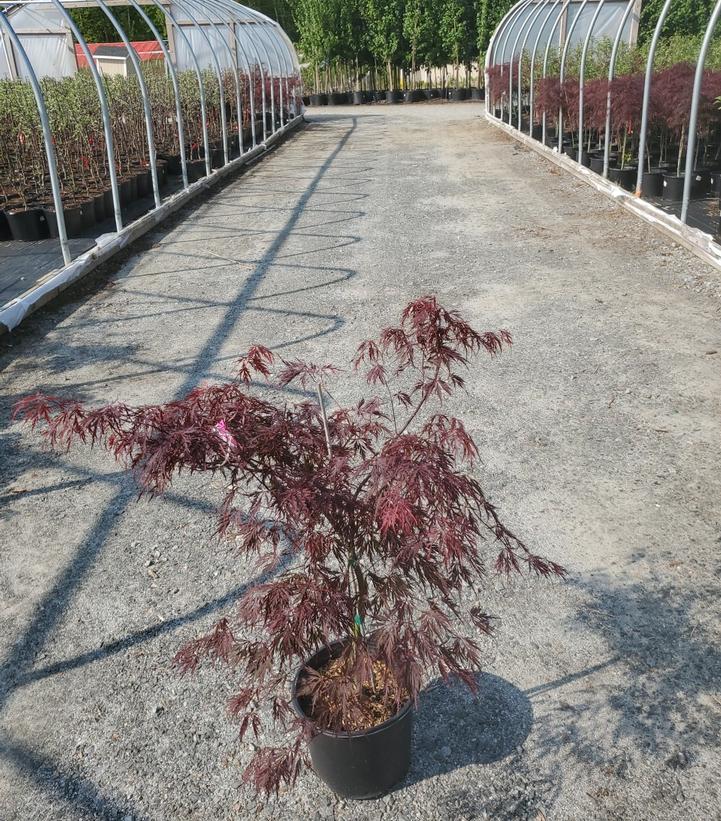 ACER PAL. DIS. `RED DRAGON`