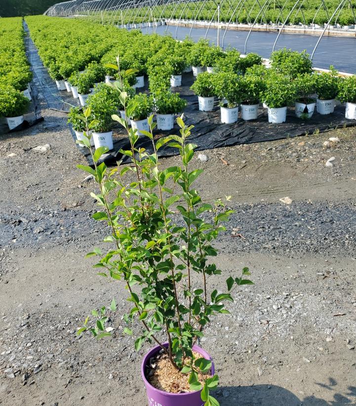 AMELANCHIER ALNIFOLIA `STANDING OVATION`