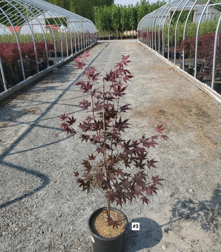 ACER PALMATUM `BLOODGOOD`