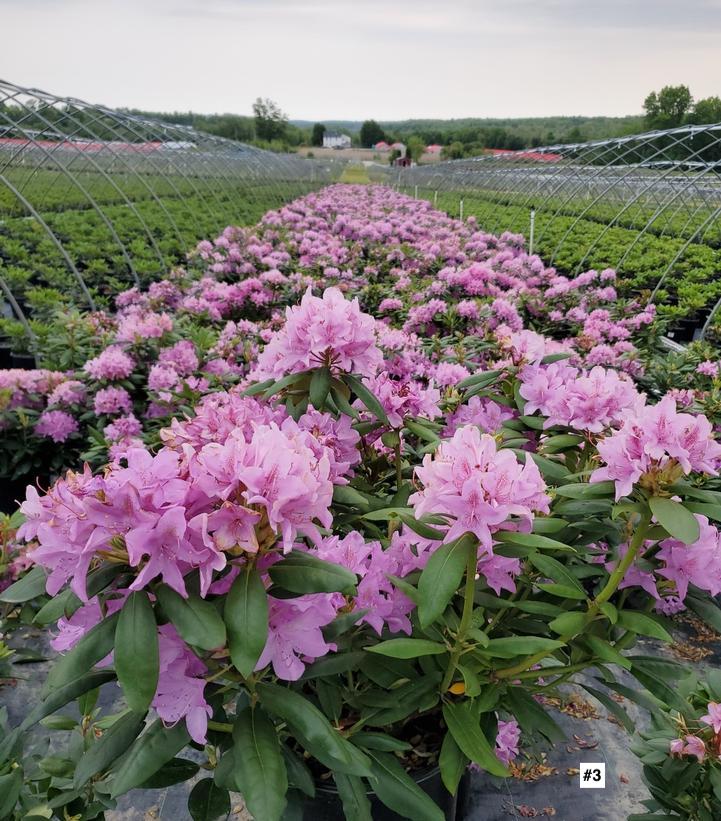 RHODODENDRON CAT. `ENGLISH ROSEUM`