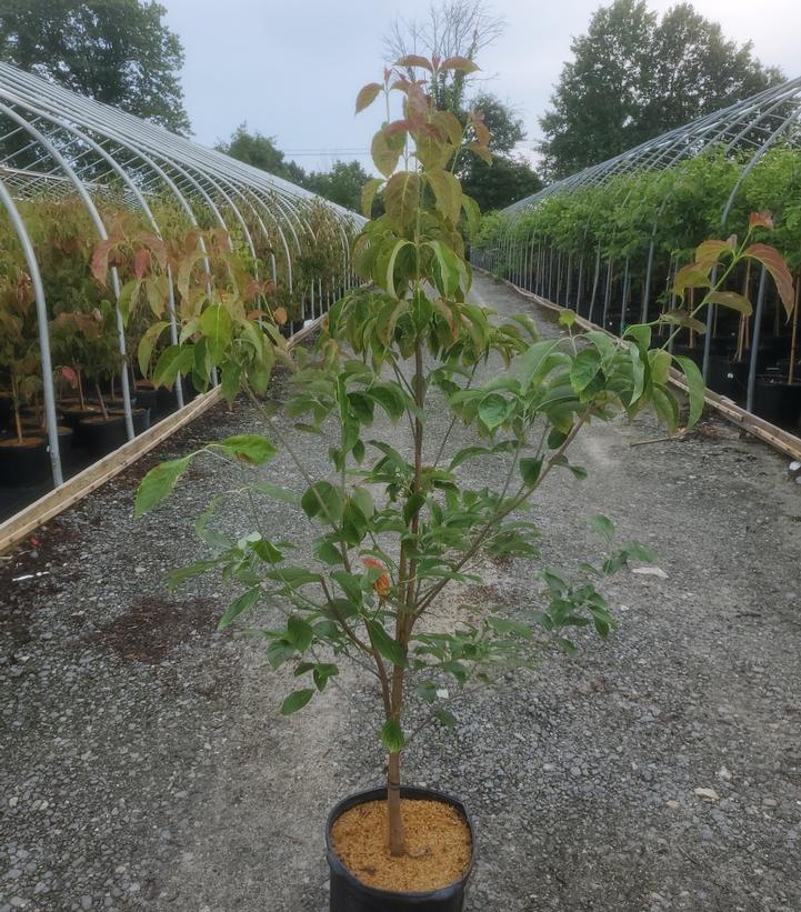 CORNUS FLORIDA `CHEROKEE BRAVE`