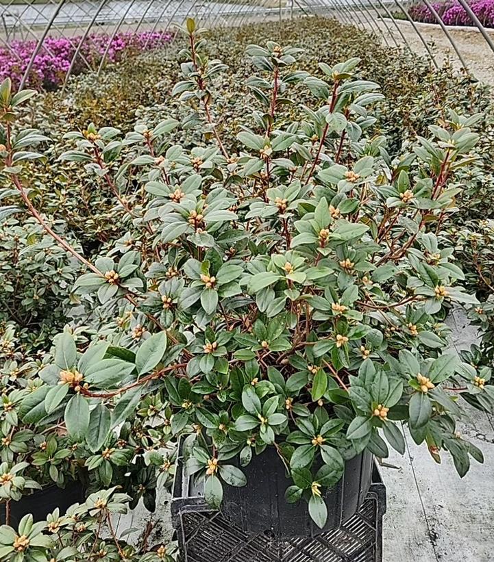 RHODODENDRON X `OLGA MEZITT`