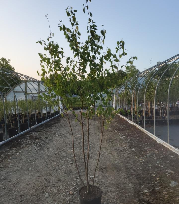 BETULA PAPYRIFERA - SINGLE