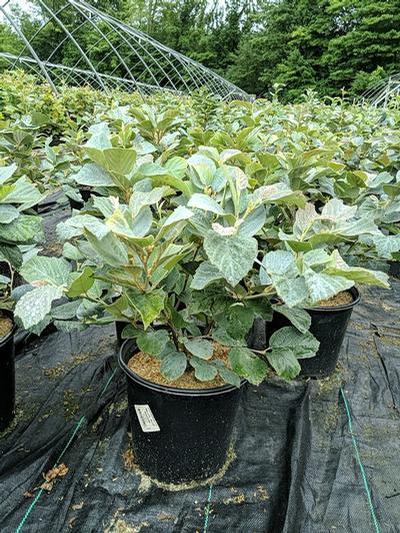 FOTHERGILLA MAJOR `BLUE SHADOW`