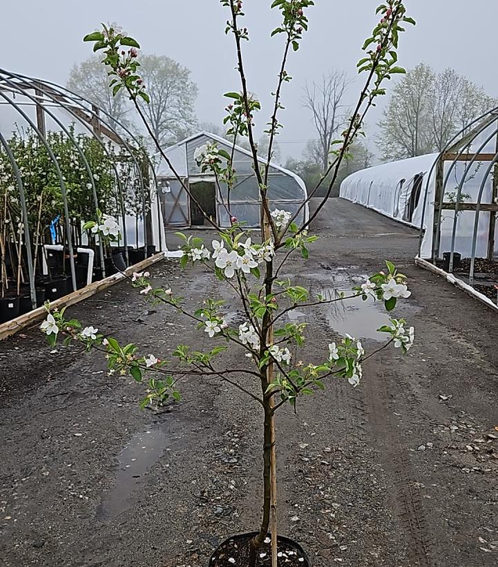 MALUS `GINGER GOLD` (APPLE)