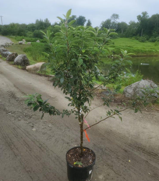 MALUS - 4 IN 1 COLD CLIMATE (APPLE)