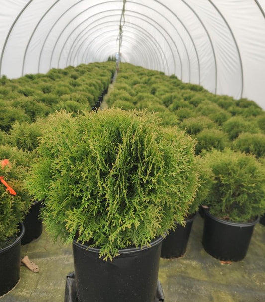 THUJA OCCIDENTALIS `HETZ MIDGET`
